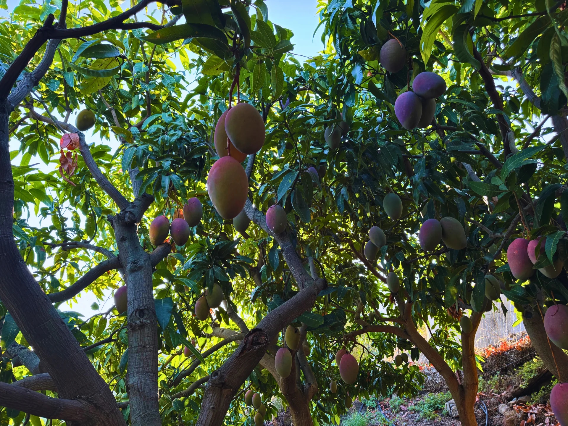 Mango Osteen a contraluz entre las ramas del árbol en la finca El Lucero
