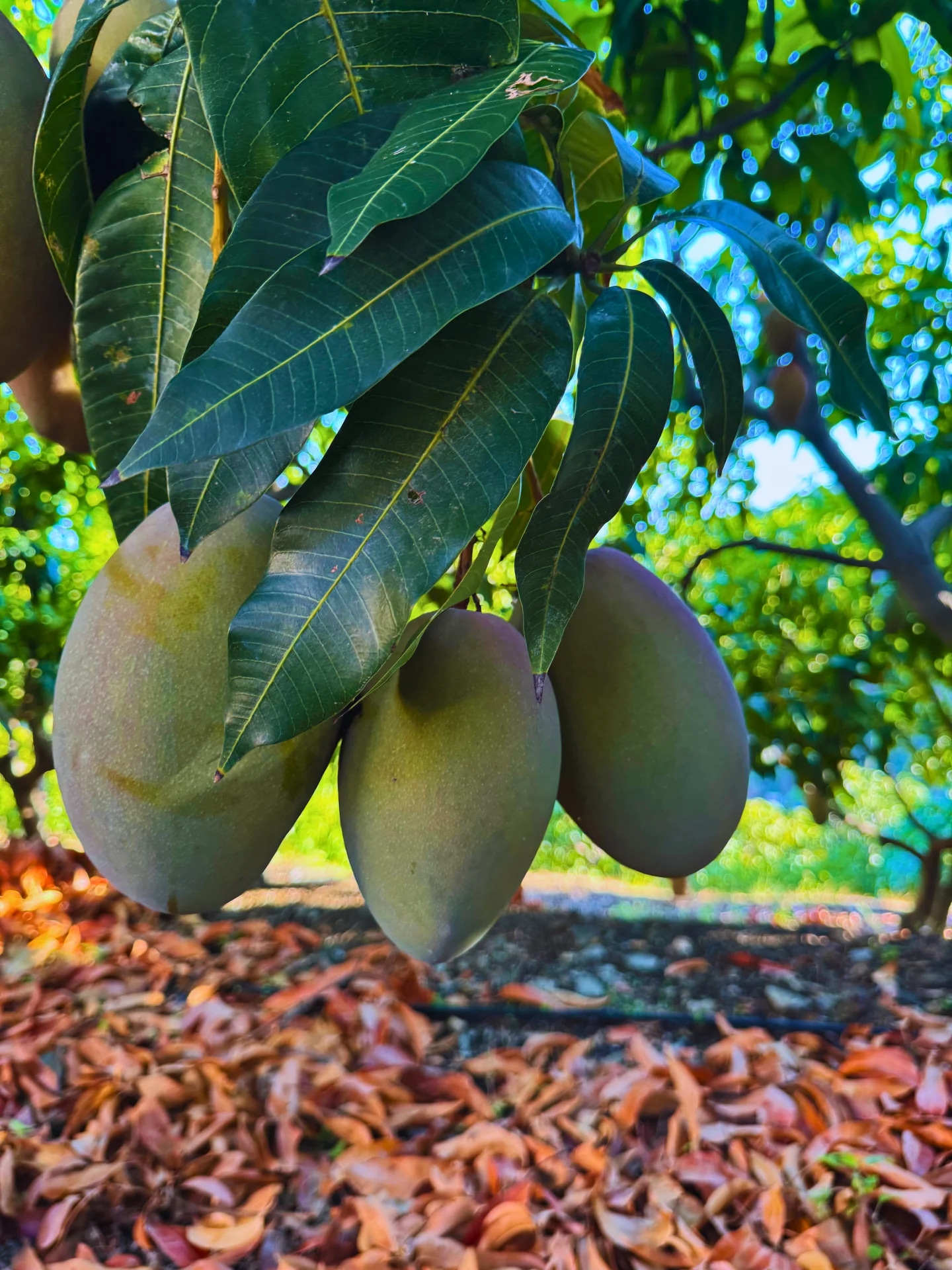 Mangos Keitt verdes colgando del árbol en la finca El Lucero