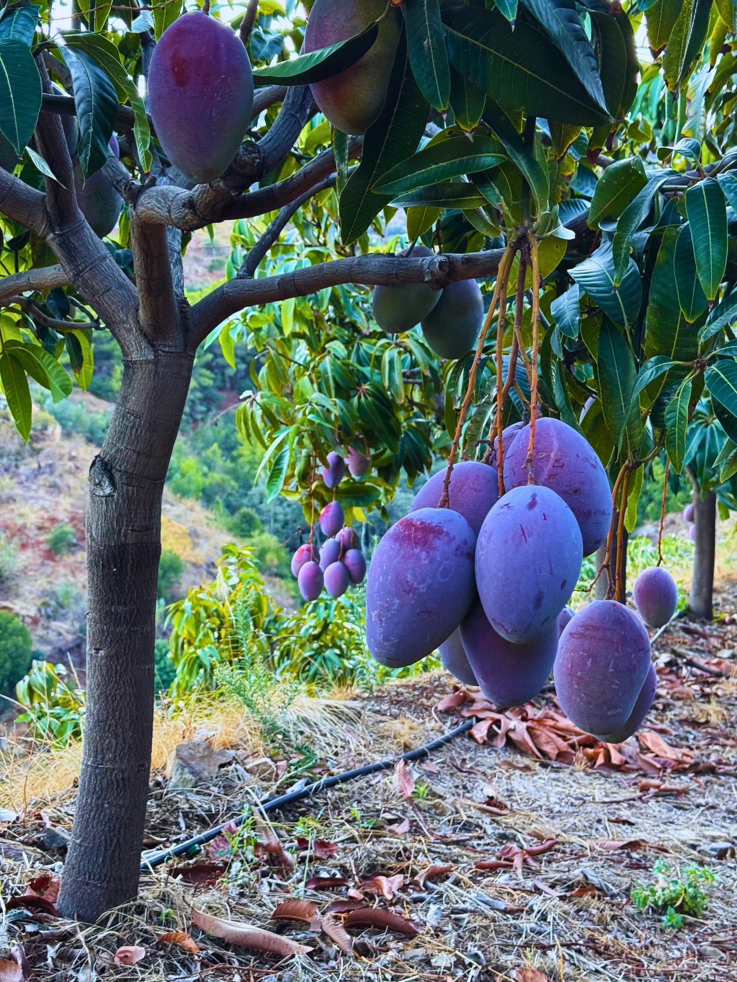 Racimo de mangos Osteen morados colgando del árbol