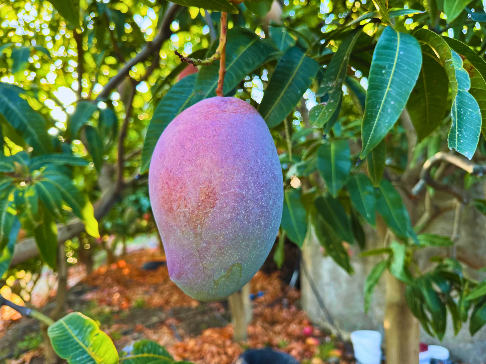 Mango Osteen maduro con piel púrpura colgando del árbol en la finca El Lucero de la Costa Tropical de Granada