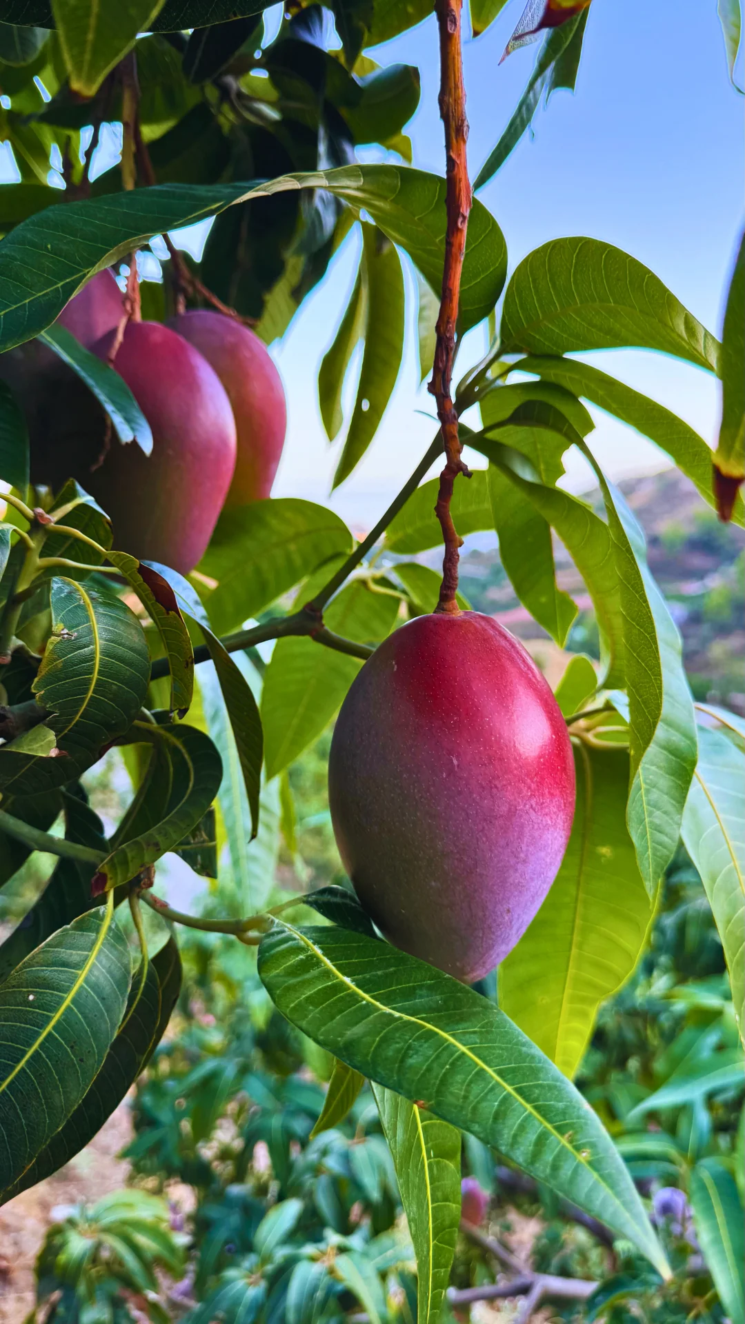 Mangos Osteen rojos colgando de la rama del árbol en la finca El Lucero