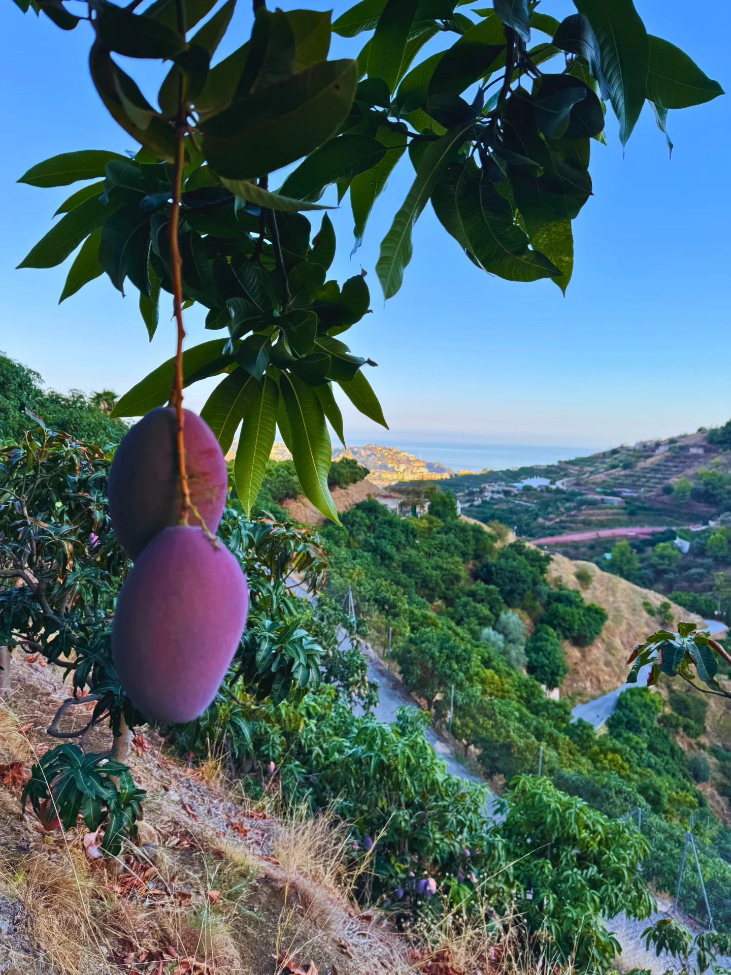 Mangos Osteen maduros colgando del árbol con vistas a la costa mediterránea