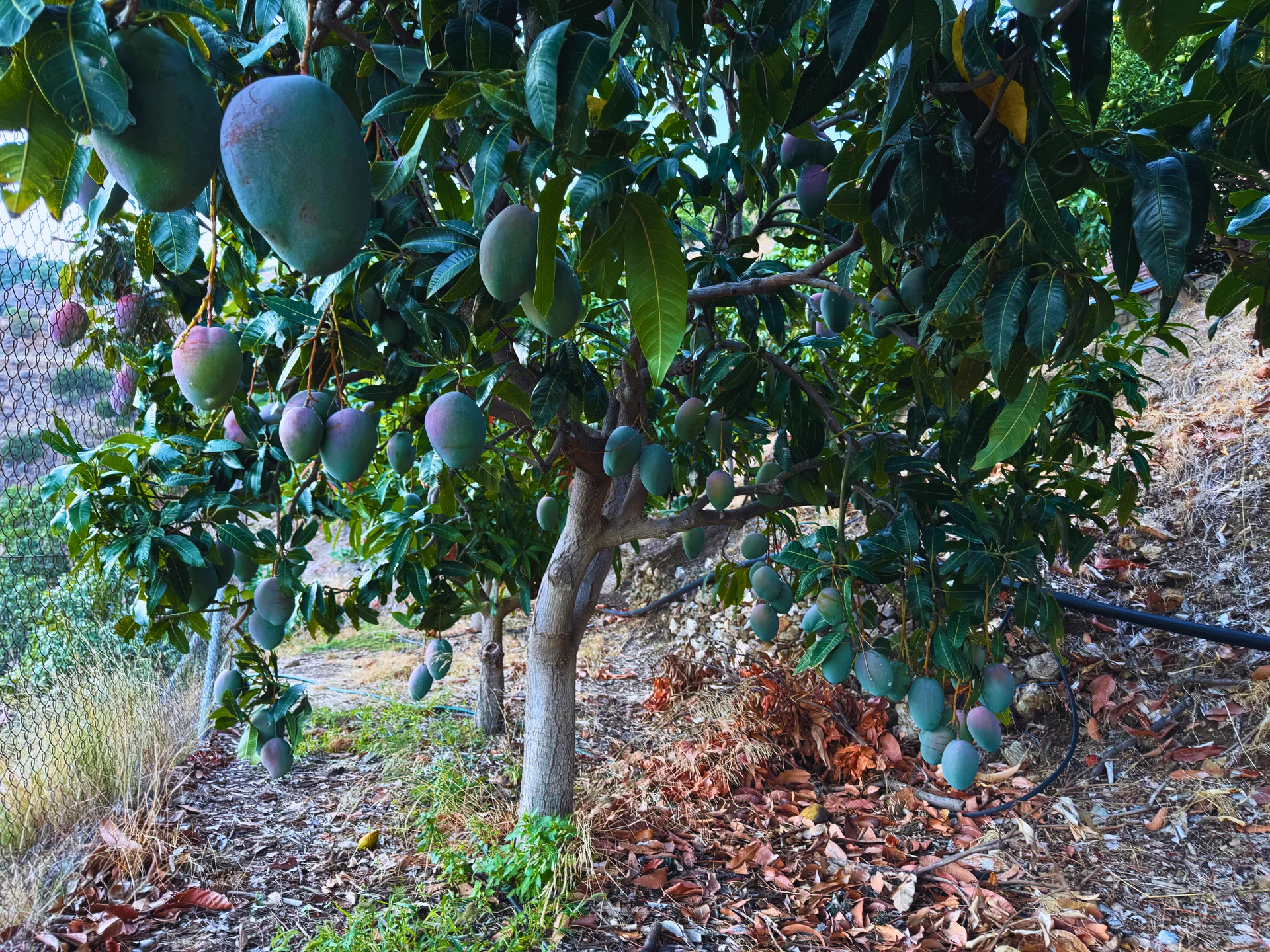 Árbol de mango Keitt cargado de frutos verdes en la Costa Tropical