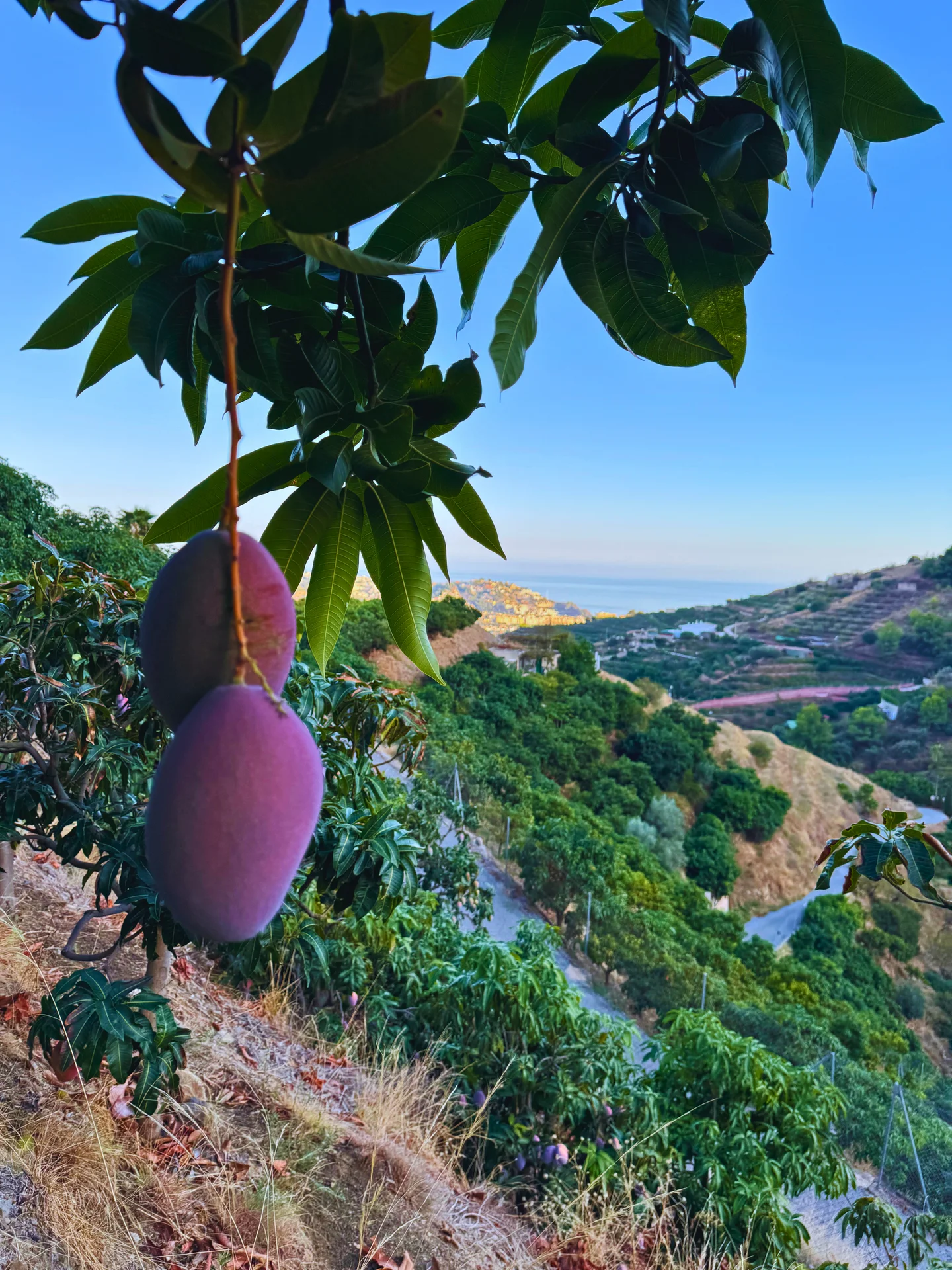 Mangos Osteen colgando del árbol con vista a la costa mediterránea