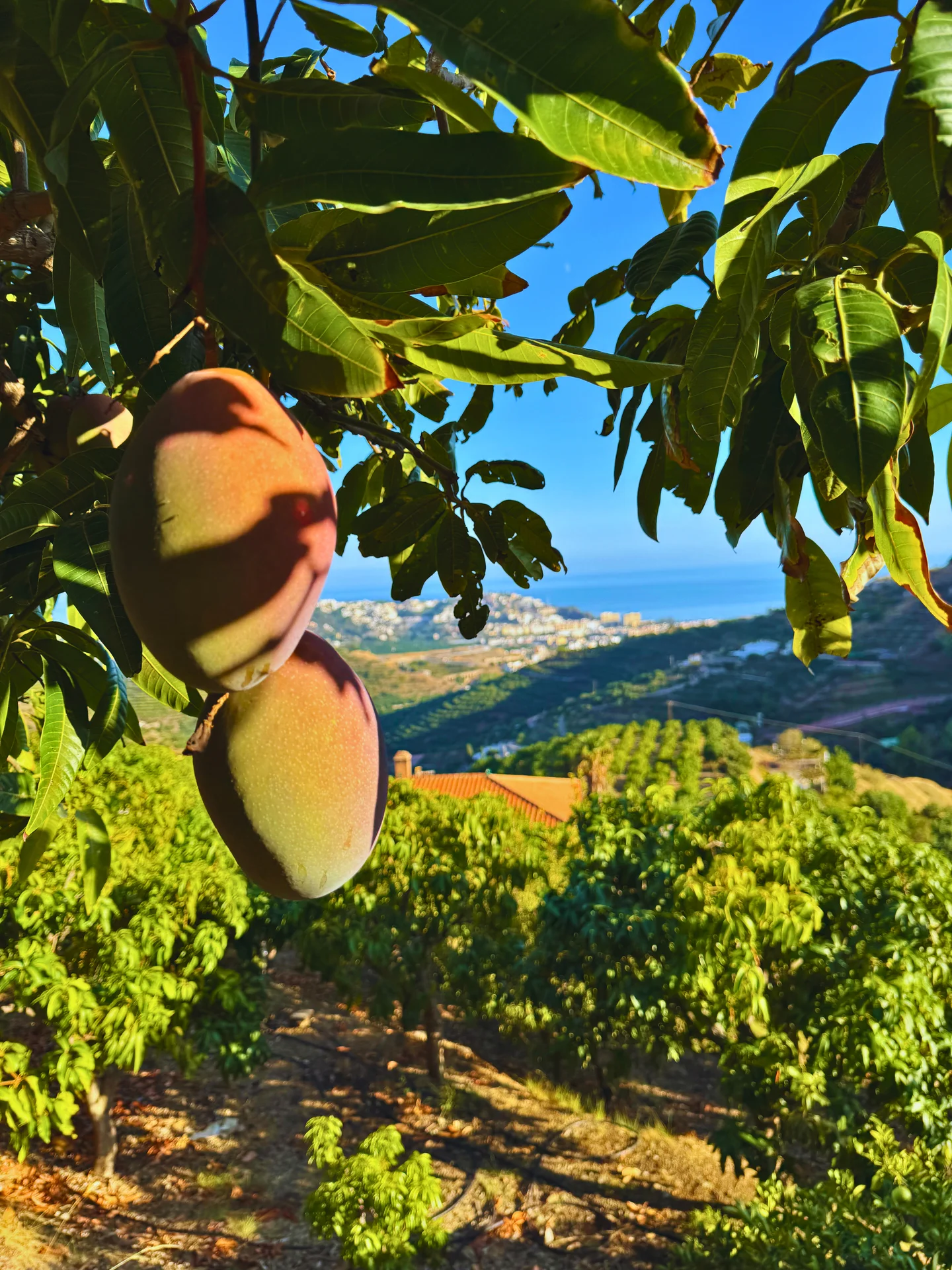Mangos Osteen en la rama con vista a la Costa Tropical de Málaga